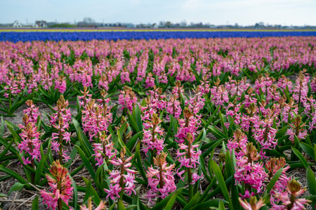 Dutch spring, colorful hyacinths flowers with strong aroma in blossom on farm fields in April near Lisse, North Holland, the Netherlandsの写真素材