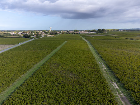 Aerial view on left bank of Gironde Estuary with green vineyards with red Cabernet Sauvignon grape variety of famous Haut-Medoc red wine making region in Bordeaux, France, harvest timeの写真素材