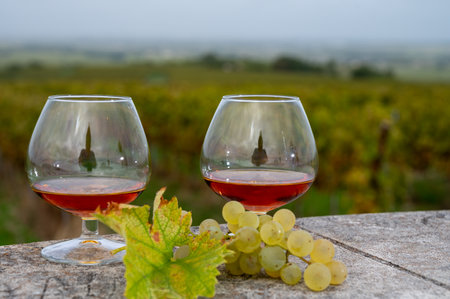 Tasting of Cognac strong alcohol drink in Cognac region, Charente with rows of ripe ready to harvest...