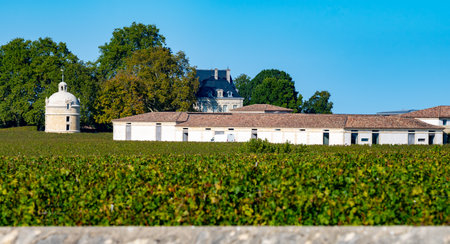 View on rows of red Cabernet Sauvignon and Merlot grape variety of Haut-Medoc vineyards in Bordeaux, St-Estephe village on left bank of Gironde Estuary, France, ready to harvestの写真素材