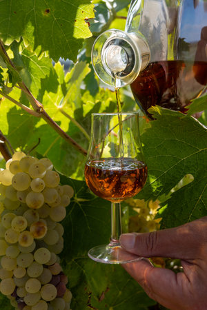 Tasting of Cognac strong alcohol drink in Cognac region, Charente with rows of ripe ready to harvest ugni blanc grape on background uses for spirits distillation, France in autumnの写真素材