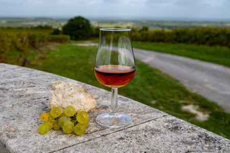 Tasting of Cognac strong alcohol drink in Cognac region, Charente with rows of ripe ready to harvest ugni blanc grape on background uses for spirits distillation, France in autumnの写真素材