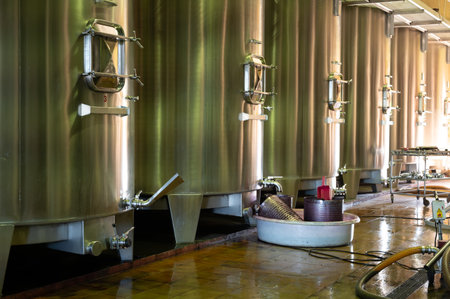 Harvest works in Saint-Emilion wine making region of Bordeaux, picking, sorting with hands, crushing...