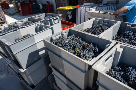 Harvest works in Saint-Emilion wine making region on right bank of Bordeaux, picking, sorting with...