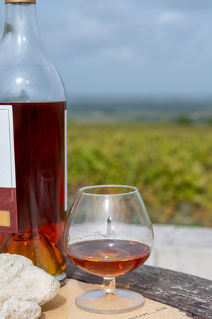 Tasting of Cognac strong alcohol drink in Cognac region, Charente with rows of ripe ready to harvest ugni blanc grape on background uses for spirits distillation, France in autumnの写真素材