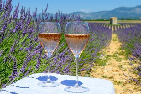 Summer in French Provence, cold gris rose wine from Cotes de Provence and blossoming colorful lavender fields on Valensole plateau, tastes and aromas of Provence, France.の写真素材