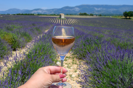 Summer in French Provence, cold gris rose wine from Cotes de Provence and blossoming colorful lavender fields on Valensole plateau, tastes and aromas of Provence, France.の写真素材