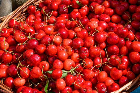 New season of ripe red sweet cherry summer fruits from Venasque village, Luberon, cherry for sale on...