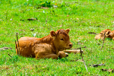 Brown Asturian cows, livestock with little calfs on green grass pasture, Picos de Europe, Los Arenas, Asturias, Spain, close upの写真素材