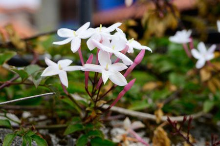 Botanical collection of medicinal and climbing plants, Jasminum officinale, jasmine plant in blossom.の写真素材