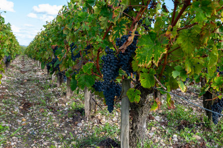 Green vineyards with rows of red Cabernet Sauvignon grape variety of Haut-Medoc vineyards in...