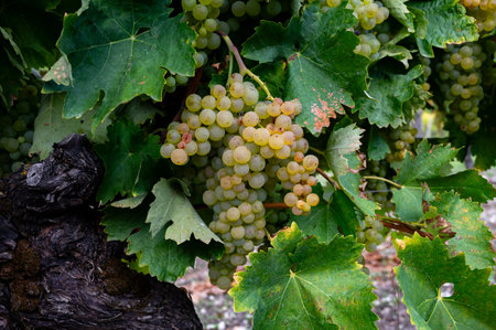 Harvest time on vineyards of Cognac white wine region, Charente, ripe ready to harvest ugni blanc grape uses for Cognac strong spirits distillation, Franceの写真素材