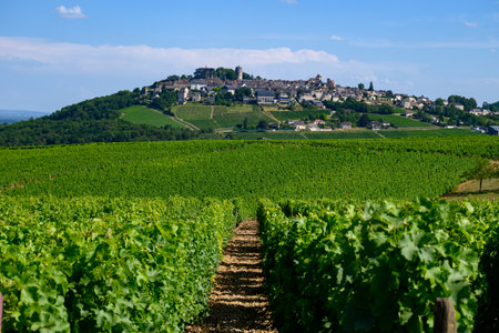View on green vineyards around Sancerre wine making village, rows of sauvignon blanc grapes on hills with different soils, Cher, Loire valley, Franceの写真素材