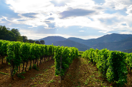 View on green grand cru vineyards Cotes de Provence, production of dry rose wine near Grimaud village, Var, Franceの写真素材