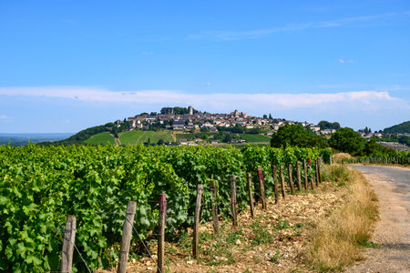 View on green vineyards around Sancerre wine making village, rows of sauvignon blanc grapes on hills with different soils, Cher, Loire valley, Franceの写真素材