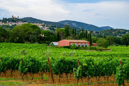 View on green grand cru vineyards Cotes de Provence, production of dry rose wine near Grimaud village, Var, Franceの写真素材