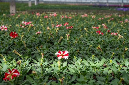 Cultivation of different summer bedding plants, begonia, petunia, young and flowering plants, decorative or ornamental garden plants growing in Dutch greenhouseの写真素材