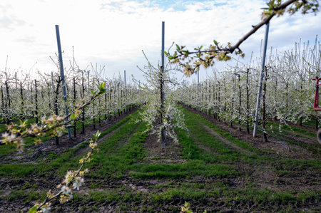 Organic farming in Netherlands, rows of white blossoming pear trees on fruit orchards in Zeelandの写真素材