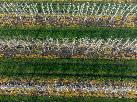 Organic farming in Netherlands, rows of white blossoming pear trees on fruit orchards in Zeelandの写真素材