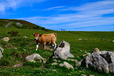 Brown Asturian cows grazing on Covadonga lakes, Picos de Europe, Asturias, Spain.の写真素材