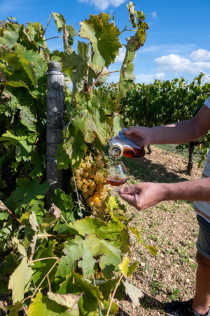 Tasting of Cognac strong alcohol drink in Cognac region, Grande Champagne, Charente with ripe ready to harvest ugni blanc grape on background uses for spirits distillation, Franceの写真素材