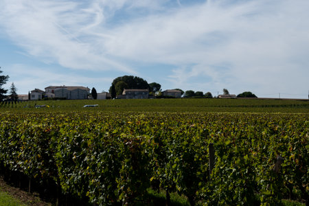 Vineyards near St. Emilion town, production of red Bordeaux wine, Merlot or Cabernet Sauvignon...