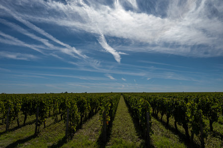 Harvest of grapes in Pomerol village, production of red Bordeaux wine, Merlot or Cabernet Sauvignon...