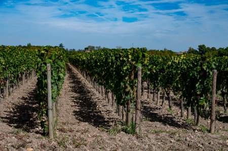 Harvest of grapes in Pomerol village, production of red Bordeaux wine, Merlot or Cabernet Sauvignon...