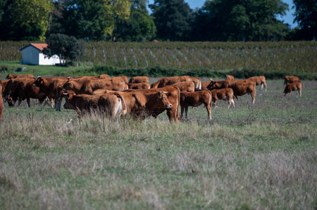 Herd of cows resting on green grass pasture, milk, cheese and meat production in Bordeaux, Haut-Medoc, France in autumnの写真素材