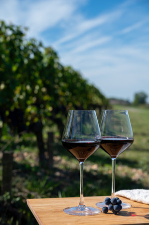 Tasting of red Bordeaux wine, Merlot or Cabernet Sauvignon red wine grapes on cru class vineyards in Pomerol, Saint-Emilion wine making region, France, Bordeauxの写真素材