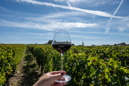 Tasting of red Bordeaux wine, Merlot or Cabernet Sauvignon red wine grapes on cru class vineyards in Pomerol, Saint-Emilion wine making region, France, Bordeauxの写真素材