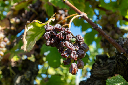 Ripe ready to harvest Semillon white grapes on Sauternes vineyards in Barsac village affected by Botrytis cinerea noble rot, making of sweet dessert Sauternes wines in Bordeaux, Franceの写真素材