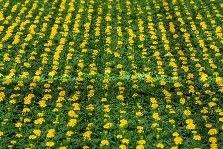 Cultivation of different summer bedding plants, begonia, petunia, young and flowering plants, decorative or ornamental garden plants growing in Dutch greenhouseの写真素材