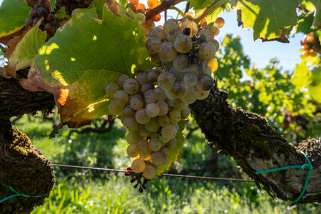 Harvest of Semillon white grape, Sauternes vineyards in Barsac affected Botrytis cinerea noble rot, sweet dessert Sauternes wines in Bordeaux, Franceの写真素材