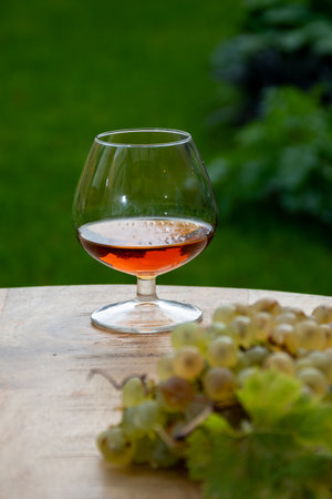 Outdoor tasting of Cognac strong alcohol drink in Cognac region, Charente with bunch of ripe ugni blanc grapes on background uses for spirits distillation and green grass, Franceの写真素材