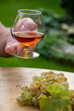Outdoor tasting of Cognac strong alcohol drink in Cognac region, Charente with bunch of ripe ugni blanc grapes on background uses for spirits distillation and green grass, Franceの写真素材