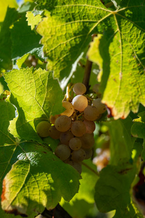 Ripe ready to harvest Semillon white grapes on Sauternes vineyards in Barsac village affected by Botrytis cinerea noble rot, making of sweet dessert Sauternes wines in Bordeaux, Franceの写真素材