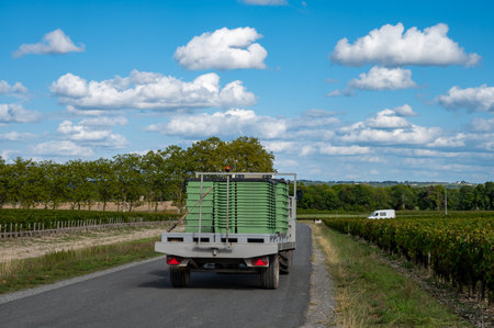 Harvesting works on vineyards with rows of red Cabernet Sauvignon grape variety of Haut-Medoc vineyards in Bordeaux, left bank of Gironde Estuary, Margaux village, Franceの写真素材