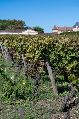 Ripe ready to harvest Semillon white grapes on Sauternes vineyards in Barsac village affected by Botrytis cinerea noble rot, making of sweet dessert Sauternes wines in Bordeaux, Franceの写真素材