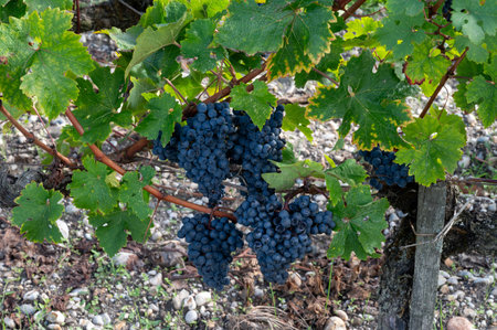 Green vineyards with rows of red Cabernet Sauvignon grape variety of Haut-Medoc vineyards in Bordeaux, left bank of Gironde Estuary, Margaux village, France, ready to harvestの写真素材