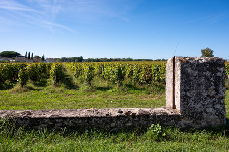 Ripe ready to harvest Semillon white grapes on Sauternes vineyards in Barsac village affected by Botrytis cinerea noble rot, making of sweet dessert Sauternes wines in Bordeaux, Franceの写真素材