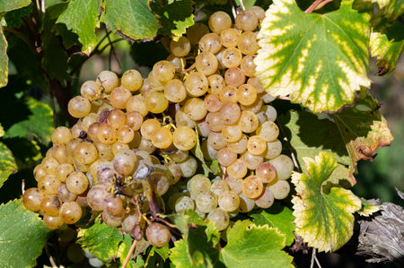 Ripe ready to harvest Semillon white grapes on Sauternes vineyards in Barsac village affected by Botrytis cinerea noble rot, making of sweet dessert Sauternes wines in Bordeaux, Franceの写真素材