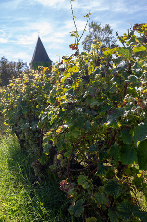 Views of old wine domain on Sauternes vineyards in Barsac village affected by Botrytis cinerea noble rot, making of sweet dessert Sauternes wines in Bordeaux, Franceの写真素材