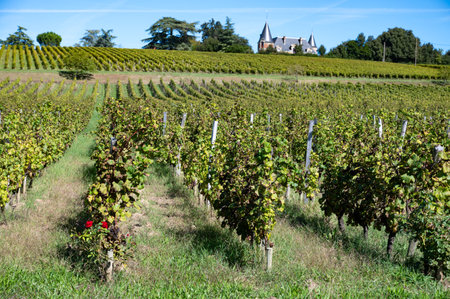 Ripe ready to harvest Semillon white grapes on Sauternes vineyards in Barsac village affected by Botrytis cinerea noble rot, making of sweet dessert Sauternes wines in Bordeaux, Franceの写真素材