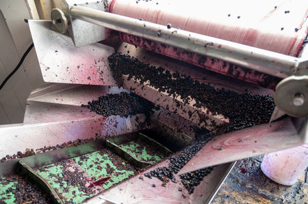 Harvest works in Pauillac, Haut-Medoc red wine making region of Bordeaux, picking, sorting with hands, crushing Merlot or Cabernet Sauvignon red wine grapes, France, concrete and steel tanksの写真素材