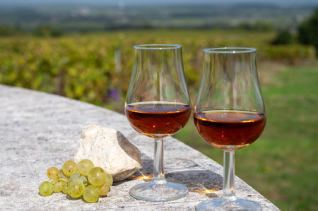 Tasting of Cognac strong alcohol drink in Cognac region, Grand Champagne, Charente with rows of ripe ready to harvest ugni blanc grape on background uses for spirits distillation, Franceの写真素材
