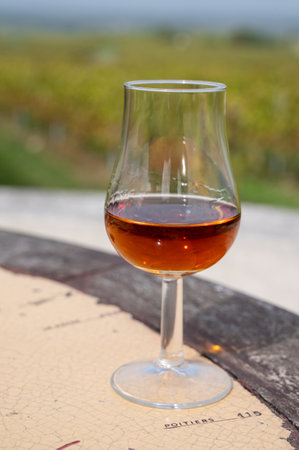 Tasting of Cognac strong alcohol drink in Cognac region, Grand Champagne, Charente with rows of ripe ready to harvest ugni blanc grape on background uses for spirits distillation, Franceの写真素材
