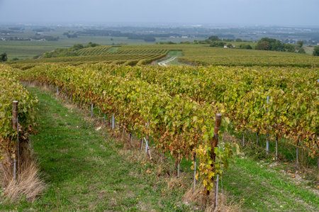Harvest time in Cognac white wine region, Charente, vineyards with rows of ripe ready to harvest ugni blanc grape uses for Cognac strong spirits distillation, France, Grand Champagneの写真素材