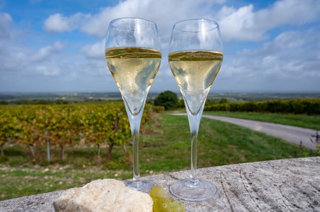 Tasting of grand cru sparkling white wine with bubbles champagne on chardonnay vineyards in Avize, Ay grand cru wine producer small village, Cote des Blancs, Champagne, Franceの写真素材