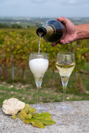 Tasting of grand cru sparkling white wine with bubbles champagne on chardonnay vineyards in Avize, Ay grand cru wine producer small village, Cote des Blancs, Champagne, Franceの写真素材